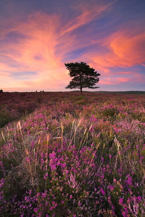 Sunset in New Forest, Hampshire of southern England Hampshire England, Nature Picture, Pretty Nature, Nature Pics, New Forest, Bournemouth, Picture Library, Summer Evening, Nature Aesthetic