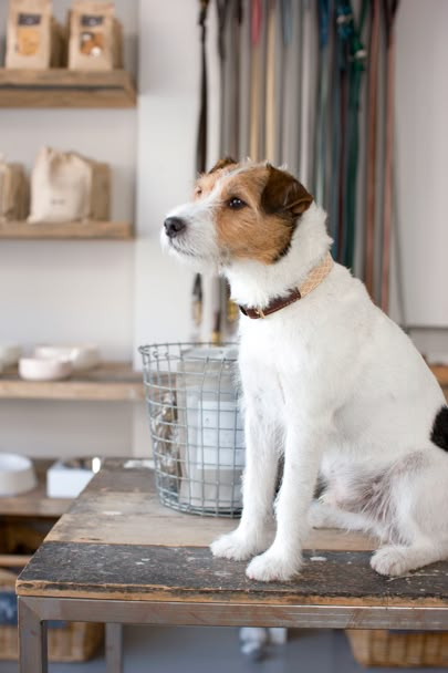 reminds me of when Vegas sits and stares at something he wants; as if he is trying to Jedi mind-trick it to him =) Parson Jack Russell, Parson Russell Terrier, Jack Russell Dogs, Russell Terrier, Jack Russell Terrier, Terrier Dogs, Little Dogs, Jack Russell, 귀여운 동물