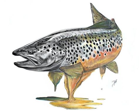 Trout Tattoo, Trout Art, Cutthroat Trout, Fly Fishing Art, Fish Artwork, Brook Trout, Original Pastel, Brown Trout, Salmon Fishing