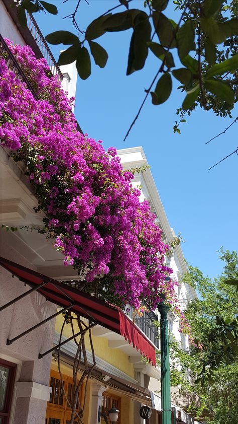 Bougainvillea draped balcony at Citrus Square Bougainvillea Balcony, Juliet Balcony Ideas, Interior Balcony, Juliet Balcony, Railing Planters, Home Themes, Balcony Railing, Container Flowers, Balcony Ideas