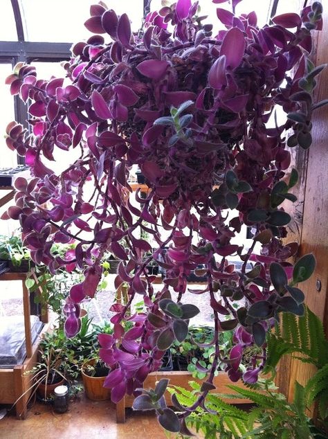 23 Best Trailing Foliage Plants for Hanging Baskets & Windowboxes | Balcony Garden Web Tropic Goth, Gynura Aurantiaca, Indoor Plants Names, Wondering Jew, Purple Passion Plant, Indoor Vines, Purple Flowering Plants, Wandering Jew, Goth Garden