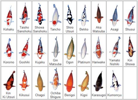 Koi fish All About Koi Shusui Koi, Koi Fish Colors, Karp Koi, Fish Information, Ikan Air Tawar, Common Carp, Kolam Koi, Fish Varieties, Koi Watercolor