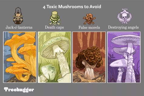 How to identify edible and poisonous wild mushrooms Mushroom Environment, Amanita Phalloides, Amazon Animals, Poisonous Mushrooms, Maitake Mushroom, Morel Mushroom, Edible Mushrooms, Wild Mushroom, Lion Mane