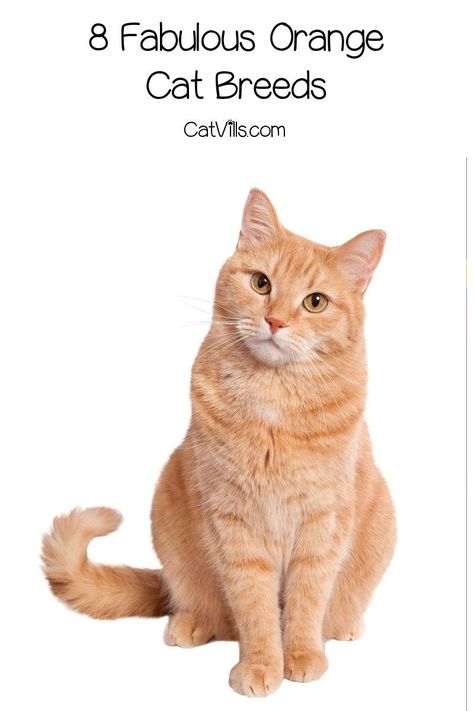 Looking for some of the most beautiful and popular orange cat breeds? You’ll fall head over heels for these 8 beautiful ginger kitties! Check it out! Orange Cat Breeds, Yellow Cats, Orange Kitten, Ginger Cat, Good Orange Cat Names, Orange Kitten Names, Orange Cat Behavior, Orange Cat Personality, Types Of Cats Breeds