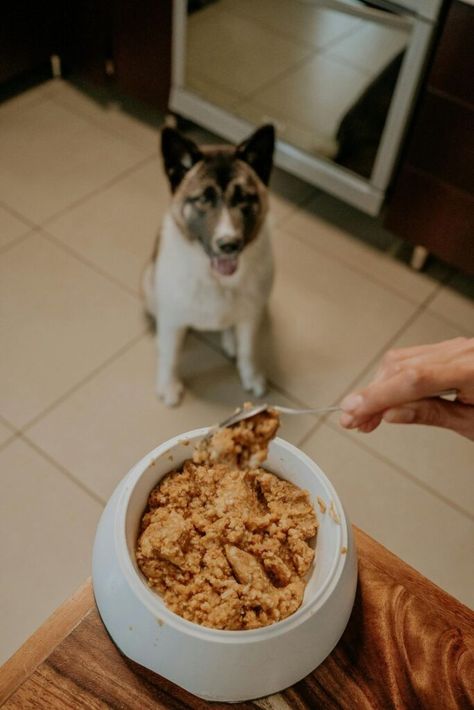 Crockpot Dog Food Recipes Ground Beef, Homemade Dog Food Crockpot, Cooker Dog, Dog Food Recipes Crockpot, Crock Pot Sweet Potatoes, Diy Dog Food, Family Fresh Meals, Funny Dog Photos, Dog Diet