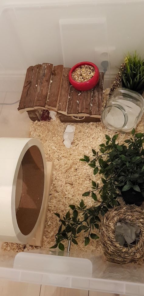 Hamster cage hamster diy hamster syrianhamster ikea samla Hamster Essentials, Diy Hamster Stuff, Hamster Scaping, Diy Hamster Cage, Syrian Hamster Cages, Ikea Samla, Hamster Tank, Hamster Diy Cage, Big Bird Cage