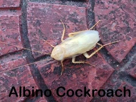 Albino Cockroach, Memes, Animals