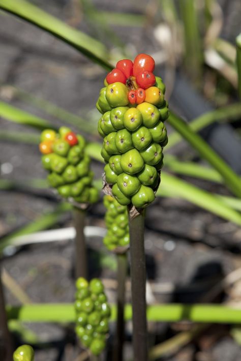 Lords And Ladies Arum Info: How To Plant Lords And Ladies In The Garden Lords And Ladies Plant, Arum Maculatum, Lords And Ladies, French Garden Design, Poison Garden, Relaxing Things To Do, Potted Geraniums, French Country Garden Decor, Plant Care Tips