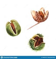 Watercolor Beech Nuts Isolated on a White Background Stock Illustration - Illustration of frame, crafts: 158897679 White Background Photo, Design Event, Frame Crafts, Background Illustration, Free Illustrations, A White Background, Birds In Flight, Linocut, Photo Magazine