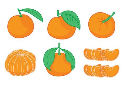 Clementine Drawing, Clementine Illustration, Clementine Tree, Food Illustration Art, Height Chart, Food Illustration, Tree Drawing, Food Illustrations, Design Graphique