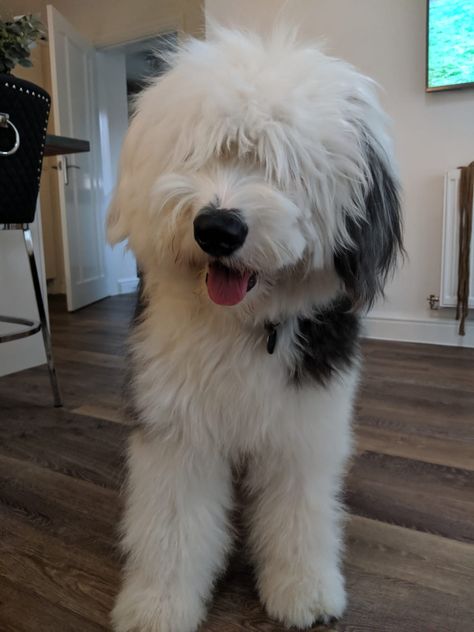 Old Sheepdog English, Old Sheep Dog, Old English Sheep Dog Puppy, English Shepherd Dog, Old English Sheepdogs, Old English Sheepdog Haircut, English Shepherd Puppy, Albino Ball Python, Old English Sheep Dog