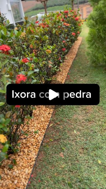 Fagner, jardinagem, paisagismo e lago ornamental. on Instagram: "Quem aí curti um ambiente com ixora média ? 

Jardim jardinagem na roça ixora pedra de rio ." On Instagram, Instagram