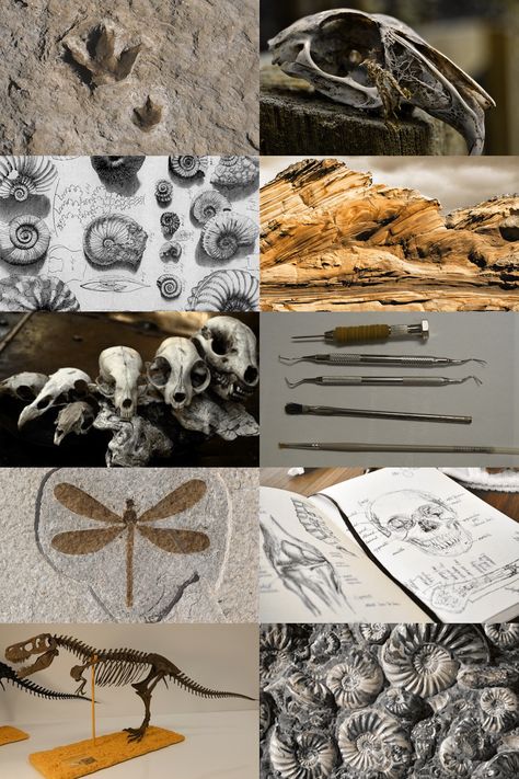 Biological Anthropology Aesthetic, Paleocore Aesthetic, Evolution Aesthetic, Paleontology Aesthetic, Anthropology Art, Branches Of Biology, Science Aesthetic, History Major, Dinosaur Skeleton