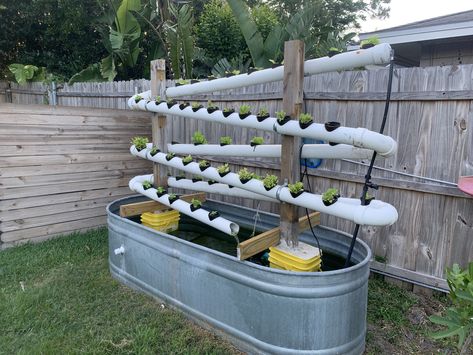 Hydroponics system kept leaking when roots would over grow. This allows the water to drip back into the tank plus we added fish. Greenhouse Watering System, Garden Watering, Hydroponic Garden, Hydroponic Tower, Diy Hydroponics System, Hydroponic Gardening Diy, Hydroponic Gardening System, Aqua Farm, Plant Watering System