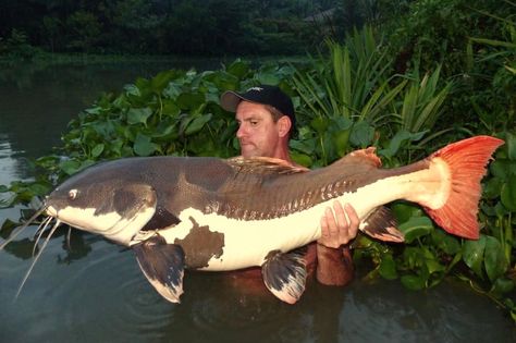 redtail catfish - Google Search Red Tail Catfish, Fish Breeding, One Fish, Fishing Bait, German Shepherd Dogs, Catfish, Amphibians, Reptiles, Mammals