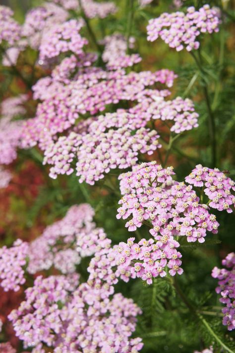 Yarrow Varieties, Yarrow Plant, Spanish Bluebells, Yarrow Flower, Pink Yarrow, Summer Flowering Bulbs, Herb Farm, Cottage Garden Plants, Spring Plants