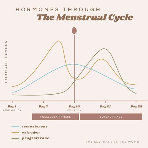 hormones and the menstrual cycle Menstrual Cycle Chart, Menstrual Phases, Hormone Cycle, Cycle Chart, Balance Food, Period Cravings, Best Foods For Skin, Menstrual Phase, Menstrual Cycle Phases