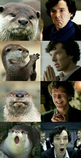 Sherlock Holmes Benedict Cumberbatch Memes, Sherlock Bbc Fanart, Sherlock Otter, Sherlock Holmes Fanart, Sherlock Holmes Funny, Sherlock Meme, Sherlock X John, Sherlock Holmes John Watson, Sherlock Holmes Series