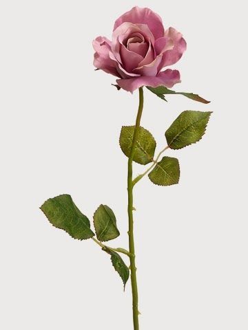 Small Rose Photography, Rose Spray, Rose Plant, Open Flower, Open Rose, Rose Stem, Single Rose, Rose Vintage, Spray Roses