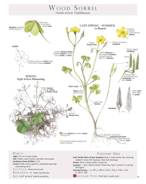 Wood Sorrel - a Vitamin C rich wild and abundant edible // from Foraging and Feasting Yellow Wood Sorrel, Oxalis Acetosella, Lemon Balm Plant, Wood Sorrel, Edible Wild Plants, Yellow Wood, Illustration Botanique, Wild Edibles, Plant Identification