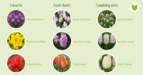 Bulb Lasagne, Lasagna Gardening, Spring Flowering Bulbs, Planting, Holland, Plants