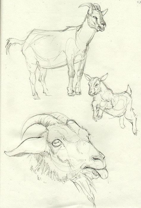 Goats Drawing Sketch, Goat Anatomy Drawing, Goat Art Reference, Goat Reference Drawing, Farm Animal Sketches, Goat Drawing Sketch, Goats Drawing, Farm Animal Drawings, Goat Reference