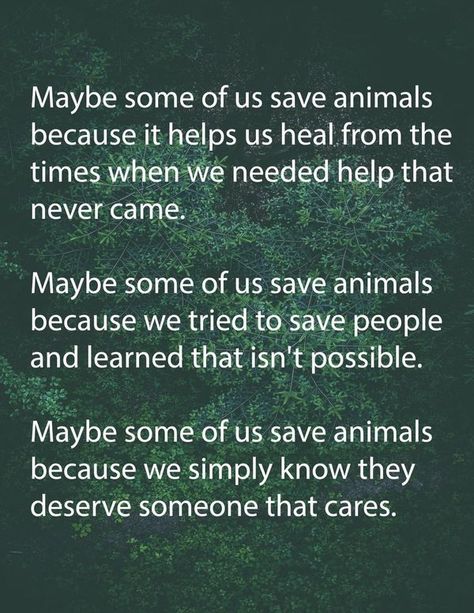 Catherine Edwards Animal Liberation, Dog Health Tips, Animal Advocacy, Save Animals, Advice Quotes, Heartwarming Stories, Going Vegan, Things To Know, Animal Kingdom