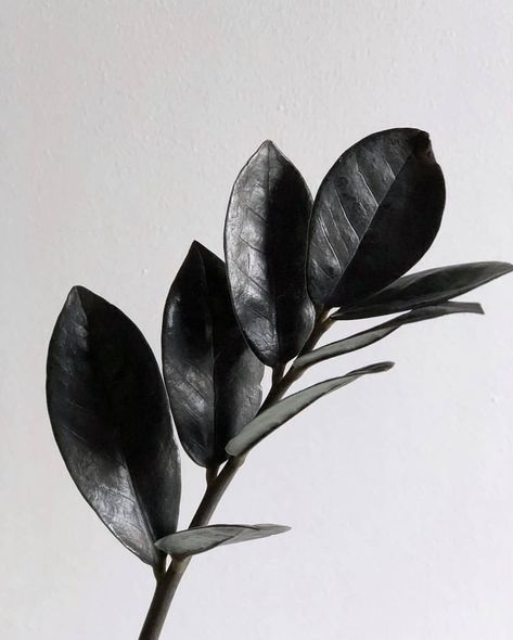 Zz Plant Tattoo, Zz Raven, Raven Zz Plant, Zamioculcas Zamiifolia, Art Thoughts, Plant Wishlist, Gothic Garden, Zz Plant, Plant Tattoo