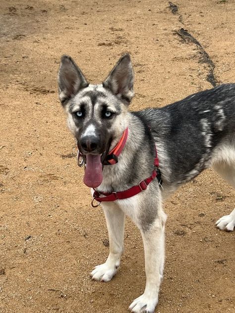 Dog for adoption - Kya, a German Shepherd Dog & Siberian Husky Mix in Chico, CA | Petfinder Husky German Shepherd Mix Dogs, German Shepherd Mix Dogs, German Shepard Husky Mix, Husky Shepherd, German Shepherd Husky Mix, Siberian Husky Mix, German Shepherd Husky, Shepherd Mix Dog, German Shepherd Mix