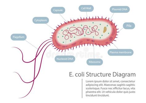 Escherichia coli Structure Diagram. Escherichia coli bacteria structure diagram , #Affiliate, #Diagram, #bacteria, #Structure, #Escherichia, #coli #ad Bacteria Structure, Nursing School Studying Cheat Sheets, Science Safety, Ideas For Clay, Study Medicine, Plasma Membrane, Photoshop Png, Biology Art, Medical Background