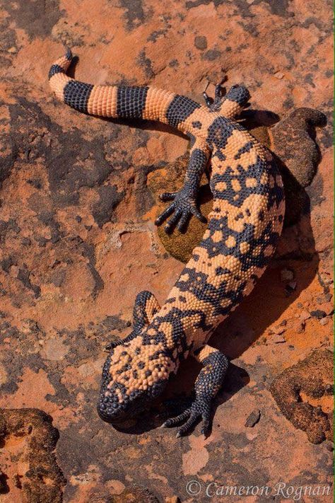 O monstro-de-gila (Heloderma suspectum) é um lagarto peçonhento da família dos helodermatídeos, encontrado no sudoeste dos USA e noroeste do México, com até 60 cm de comprimento, o que faz dele o maior lagarto norte-americano, com coloração preta e rosada. É um dos três únicos lagartos venenosos do mundo. Os seus hábitos são principalmente noturnos e terrestres. Move-se lentamente, usando a língua para sentir cheiros deixados na areia e capturar as suas presas.  Fotografia: Cameron Rognan. Gilla Monster, Desert Gecko, Watercolor References, Background References, Gila Monster, Vis Dev, Desert Animals, Guild Wars, Crocodiles