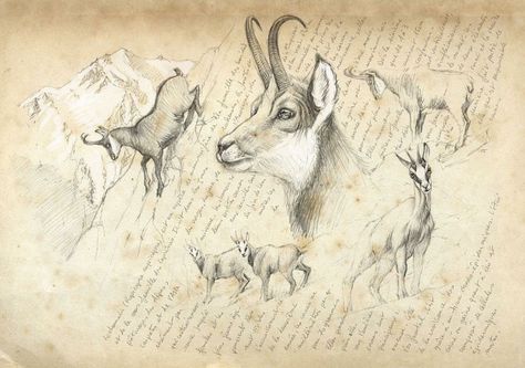 Chamois Pencil Drawings Of Nature, Clown Paintings, Pencil Drawings Of Animals, Nature Sketch, Art Deco Architecture, Inspirational Artwork, Sketchbook Journaling, Animal Sketches, Architecture Sketch