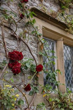 An Open Window, Rose Cottage, Open Window, English Cottage, Rose Garden, Vertical Garden, Deep Purple, Mind Blown, Secret Garden