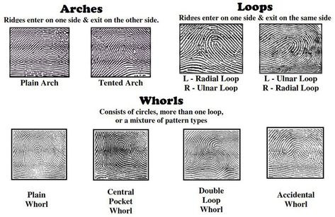 Different Fingerprint Patterns Diamond Printable, Paper Chromatography, Types Of Fingerprints, Gravitational Force, Junior Detective, Dna Fingerprinting, Classroom Lesson Plans, Cc Cycle 3, Matching Worksheets