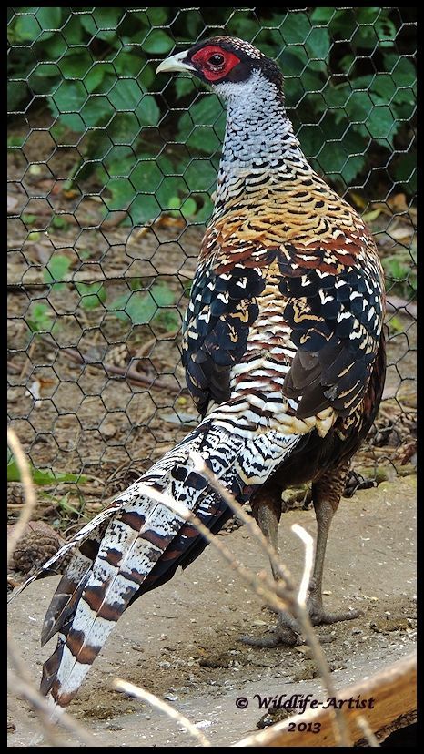 Raising Pheasants, Great Argus Pheasant, Red Golden Pheasant, Green Pheasant Japan, Asiatic Pheasant, Quail Hunting, Deer Hunting Tips, Pheasant Hunting, Turkey Hunting