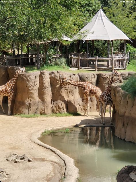 Planet Zoo Africa, Planet Zoo Layout Ideas, Zoo Layout, Kingdom Ideas, Giraffe Feeding, Zoo Inspiration, Zoo Pictures, Zoo Project, Zoo Architecture