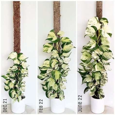 Vertical Garden Plants, Moss Pole, Diy Garden Fountains, Inside Plants, Pothos Plant, Plant Decor Indoor, House Plants Decor, House Plants Indoor, Climbing Plants