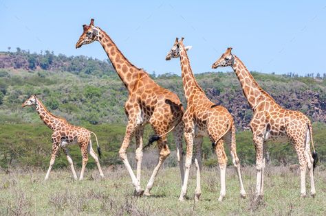 Kenya Landscape, Face Fun, Animal Background, Photographer Business Card Template, Tanzania Travel, Travel Tree, Africa Animals, Photographer Business Cards, Cool Face