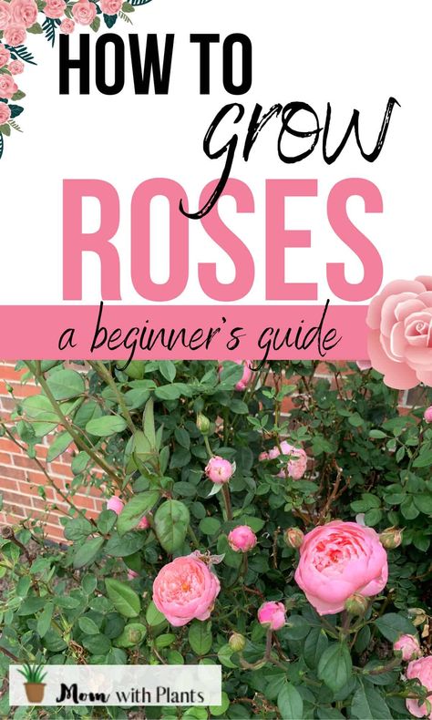 pink roses growing in a garden with text overlay that reads how to grow roses a beginners guide Rosebush Landscaping Ideas, How To Grow Roses, Planting Rose Bushes, Wilted Rose, Curb Appeal Landscape, Rose Garden Landscape, Pruning Roses, Rose Plant Care, Peace Rose