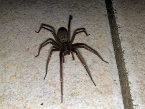 Palmetto Exterminators Charlotte NC Common House Spiders, it’s that time of year where wet rainy weather drives spiders indoors.  Are you se... Apocalypse Fortress, Spider Identification, Prepper Ideas, Spiders Repellent, Prepping Ideas, House Spider, Shtf Preparedness, Natural Repellent, Bug Control