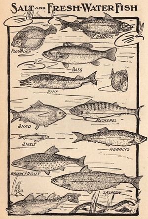 Fish & Shell Prints :: Vintage Images for your Beach House Decor projects Fishing Room, The Graphics Fairy, Graphics Fairy, Fishing Decor, Gone Fishing, Vintage Fishing, Fish Print, Fish Art, Glossy Photo Paper