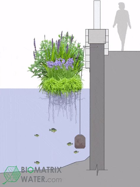 Plants Gif, Waterfront Architecture, Floating Architecture, Floating Garden, Urban Landscape Design, Landscaping Inspiration, Desain Lanskap, Floating Plants, Natural Swimming Pools