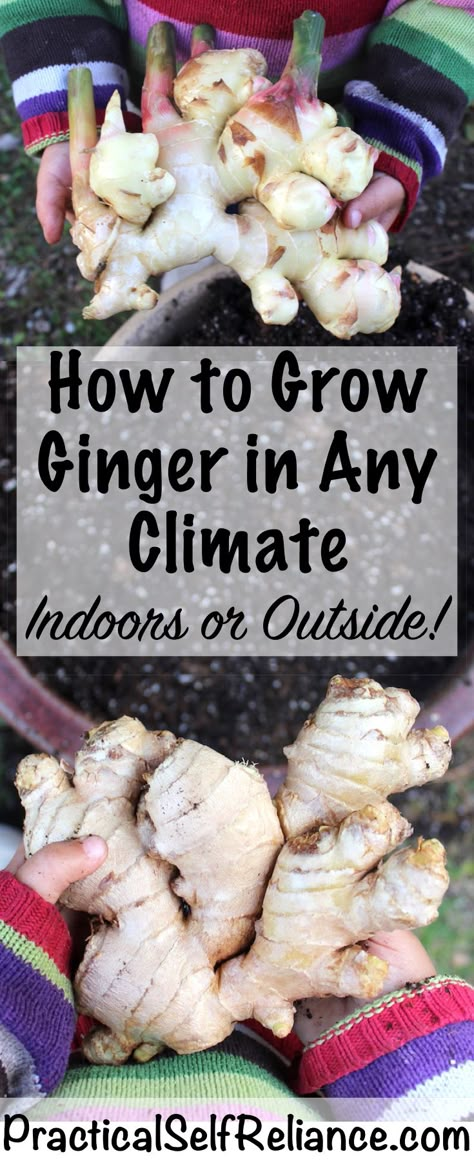 Grow Your Own Ginger in Any Climate (Indoors or Outdoors) Regrowing Vegetables, Potato Planters, Ginger Rhizome, Greenhouse Farming, Growing Ginger, Indoor Vegetables, نباتات منزلية, Indoor Vegetable Gardening, Organic Vegetable Garden