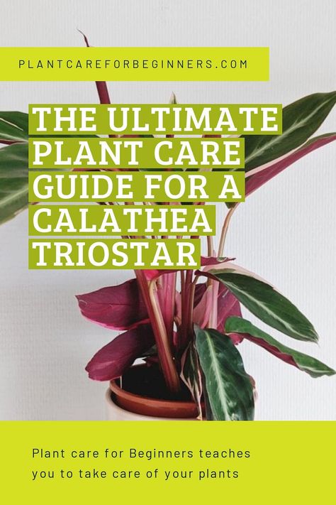 The Calathea Triostar is a beautiful and colorful tropical houseplant that's great for those plant owners who like a challenge. Like other Calatheas, the Calathea Triostar is not the easiest houseplant and has very specific plant care needs. Plant Care Guide, Plant Guide, Top Soil, How To Gain Confidence, Green Thumb, Plant Care, Take Care Of Yourself, Take Care, House Plants