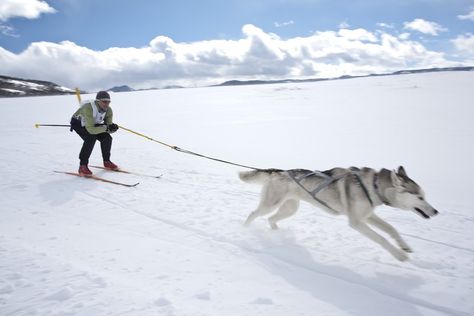 Skijoring is the Best Dog Sport You’ve Never Heard Of (and Should Try!) Urban Mushing, Sled Dogs, Dog Sports, Dog Fun, My Husky, A Husky, Zoom Zoom, American Kennel Club, Sporting Dogs