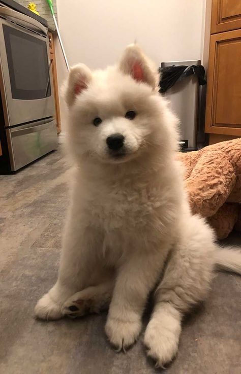 LinktreeMake your link do more. Samoyed Dogs, Corgi Funny, Pretty Dogs, White Dog, Baby Animals Funny, Retriever Puppy, Cute Animal Pictures, Great Dane, 귀여운 동물