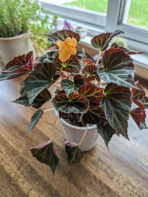 How well would this type of begonia fare long term inside? Do they have mandatory dormancy or just a non-flowering period? I live in zone four so they are sold as annuals but I would like to see if it would survive with my other houseplants. I’m not even sure what it is exactly as [...] Begonia Plant, Amaryllis Bulbs, Peace Lily, Indoor Flowers, Nature Indoors, Growing Indoors, African Violets, Vibrant Flower, Small Flowers