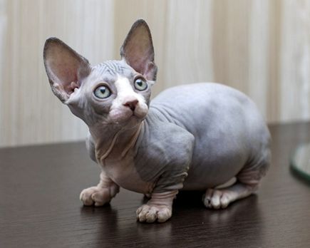 Bambino Cat, price, breed, personality, diseases and care. Bald Cat, Cat History, Bambino Cat, Cute Hairless Cat, Common Diseases, Poor Dog, Young Animal, Devon Rex, Hairless Cat