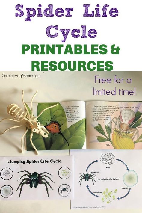 These spider life cycle printables are perfect for preschool and older kids! Spider Life Cycle Printable Free, Spider Theme Preschool, Life Cycle Of A Spider, Spider Unit Study, Spider Life Cycle, Spiders For Kids, Insect Unit Study, Ant Life Cycle, Life Cycles Preschool