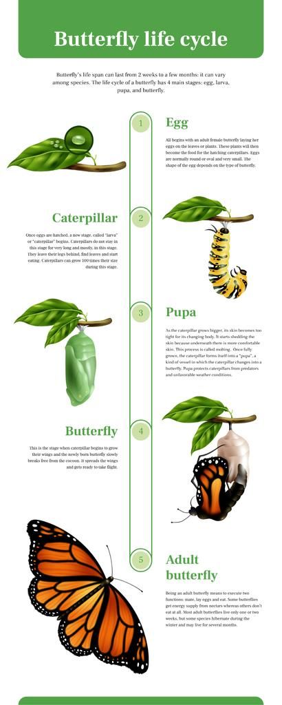 Butterfly Infographic, Butterfly Facts, Monarch Butterfly Garden, Butterfly Metamorphosis, Types Of Butterflies, Process Infographic, Powerpoint Backgrounds, Butterfly Life Cycle, Flow Chart